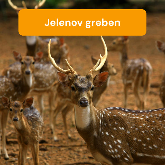 IZLET JELENOV GREBEN